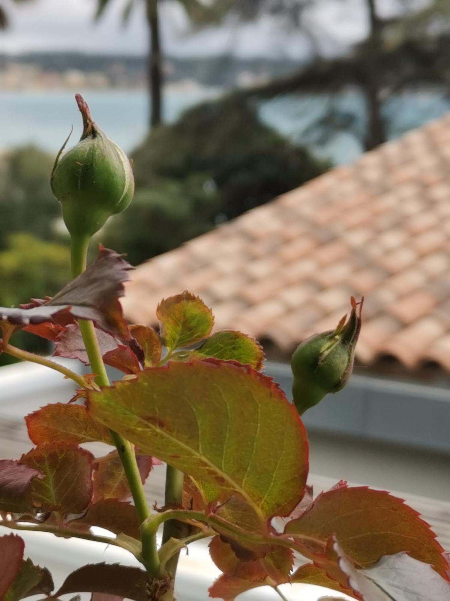 Ferienwohnung Ofdl B T1 Bandol - Briotine Foyalais Exterior foto